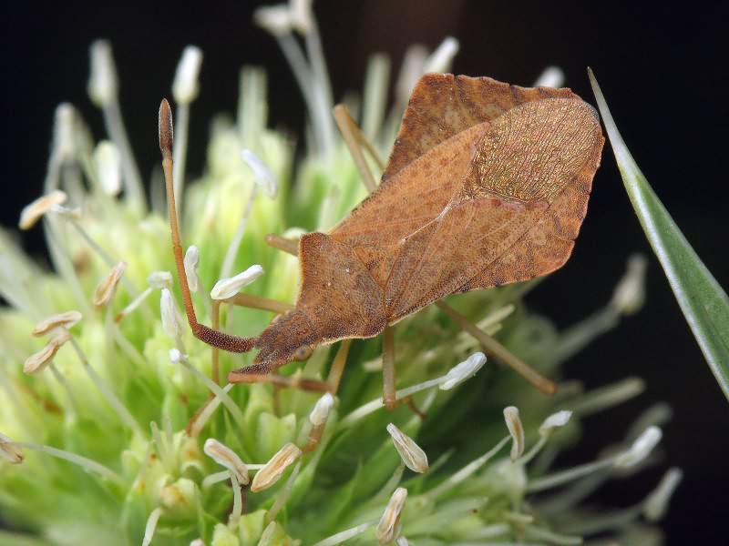 Syromastus rhombeus (Linnaeus, 1767)